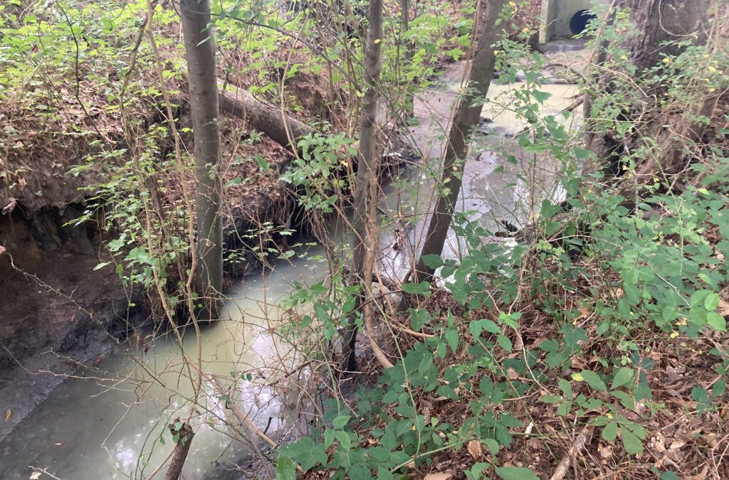 Erosion of the channel banks can clearly be seen at the outfall of the pipe draining the entire West Craven Middle School campus. Photo: Sound Rivers