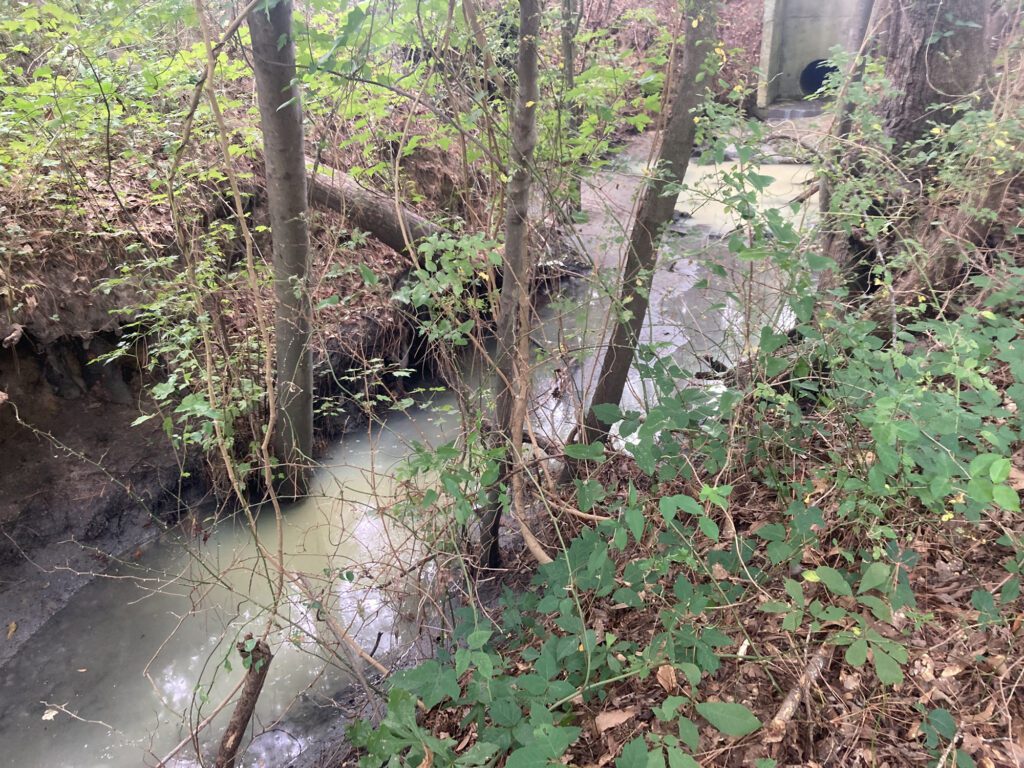 Turbidity in the water at the outfall of the pipe draining the entire West Craven Middle School campus indicates erosion of the banks from the fast-flowing discharge. Photo: Sound Rivers 
