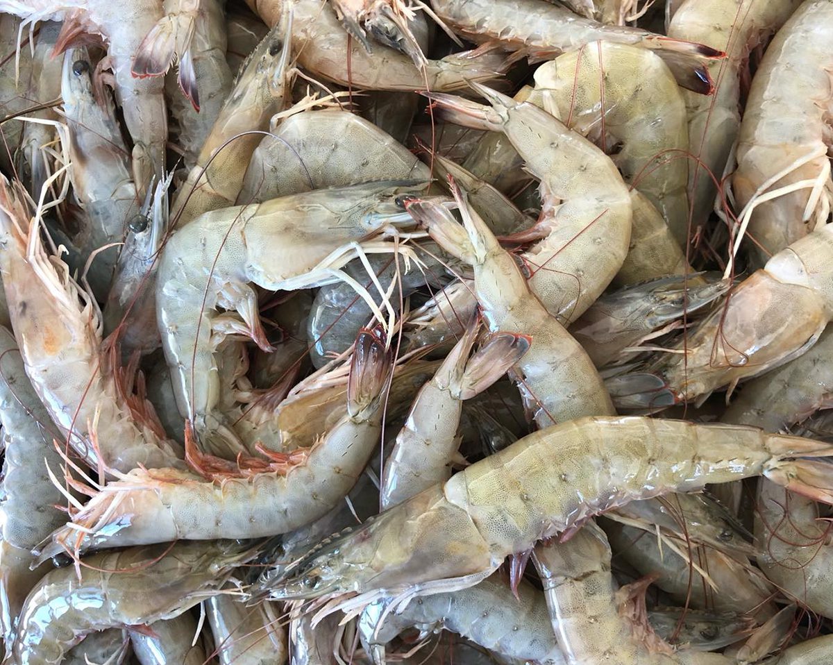 North Carolina-caught jumbo brown shrimp. Imported shrimp is hurting business for North Carolina and other U.S. shrimpers. Photo courtesy Davis Seafood