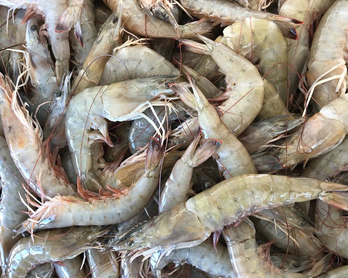 China Wood Shrimp, Wood Shrimp Wholesale, Manufacturers, Price