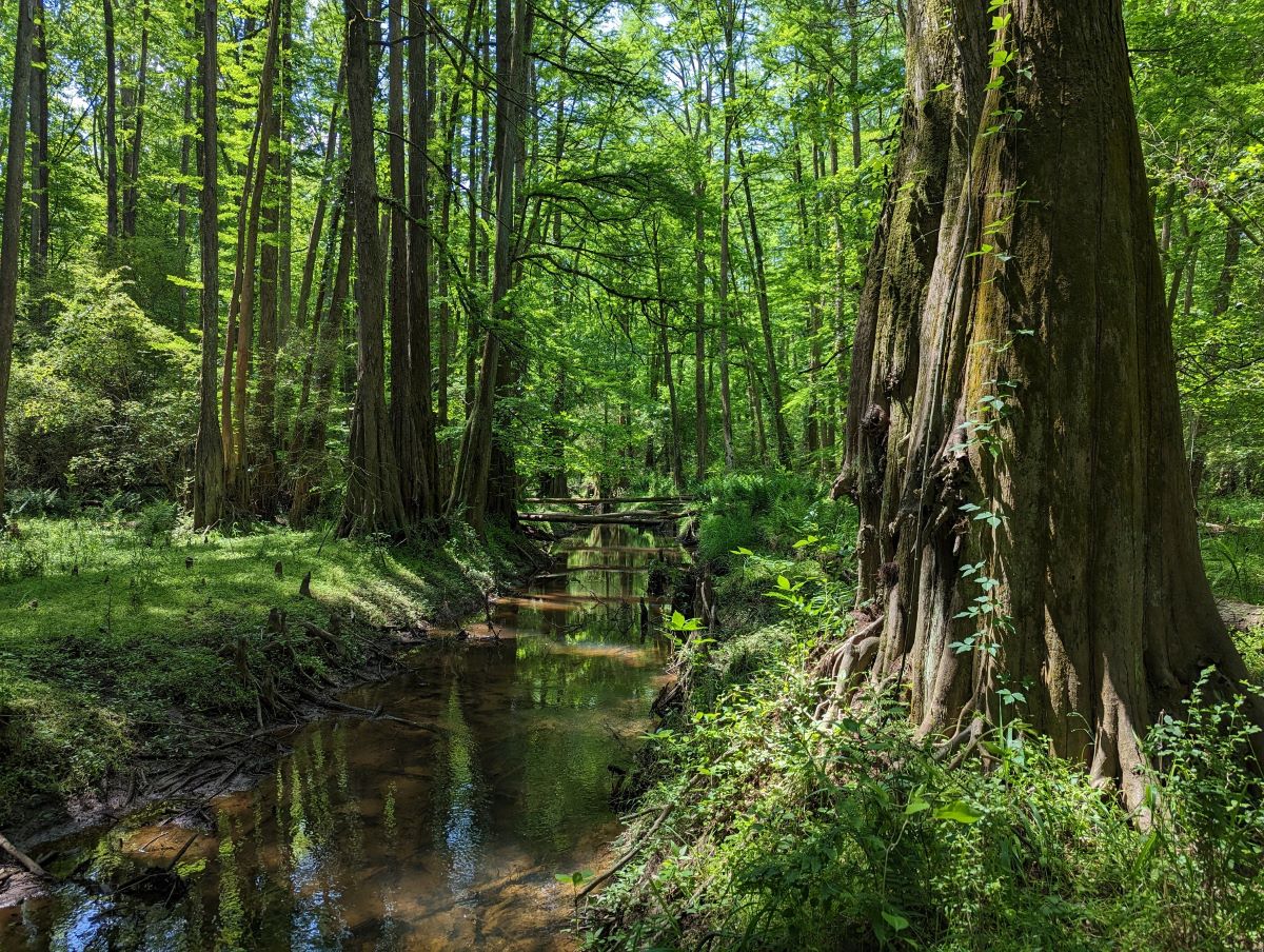 The Conservation Fund will be able to purchase 36 acres in fee simple absolute along Hares and Institute Branches and containing the former Worrells Mill site with a $72,250 award from Land and Water Fund.