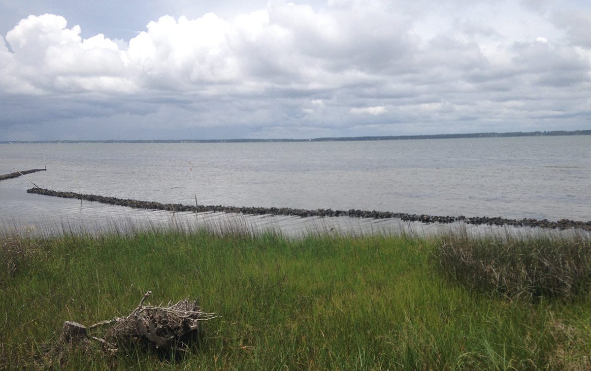 A living shoreline. Photo: North Carolina Coastal Federation