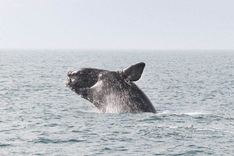 A right whale breaches. Credit: NOAA Fisheries
