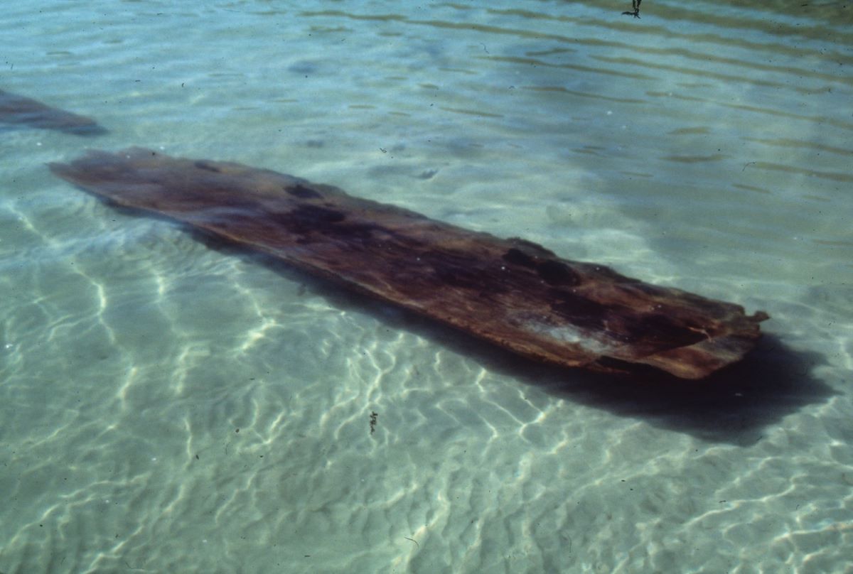 An excavated canoe is visible below water at Lake Phelps. Photo: NCDNCR