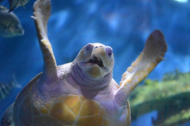 Nimbus, the 13-year-old white, loggerhead sea turtle at N.C. Aquarium at Pine Knoll Shores was humanely euthanized Wednesday. Photo: N.C. Aquariums