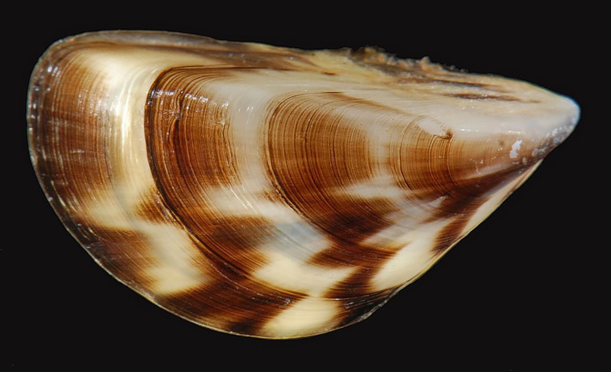 A zebra mussel at the Smithsonian Environmental Research Center. Photo: Robert Aguilar, Creative Commons