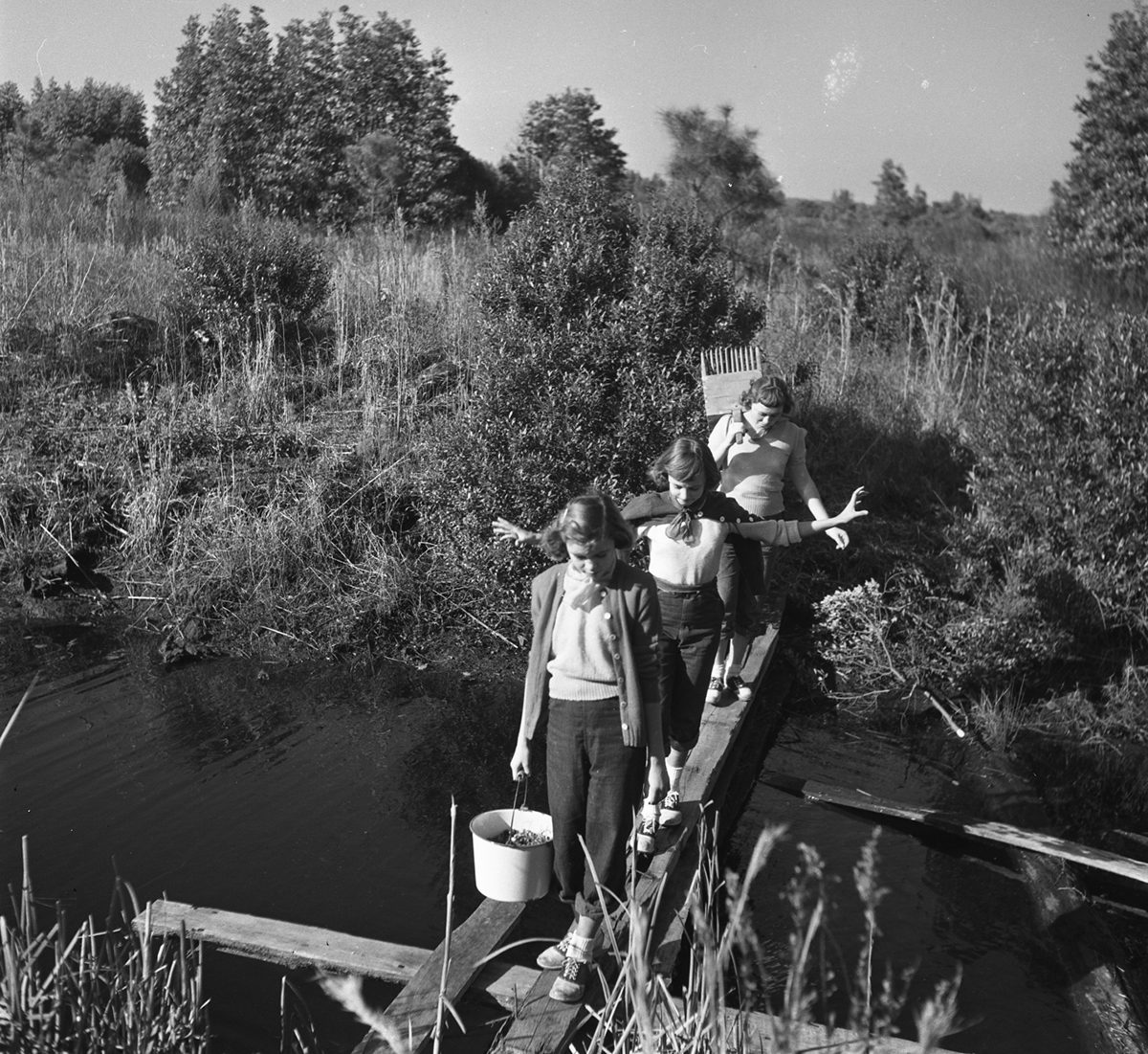 Young women including Betty Lou Quidley and Patricia Twiford are shown crossing a makeshift bridge with harvested cranberries circa 1949-50. Photo: Charles Brantley ‘Aycock’ Brown and courtesy of the Outer Banks History Center/North Carolina State Archives.