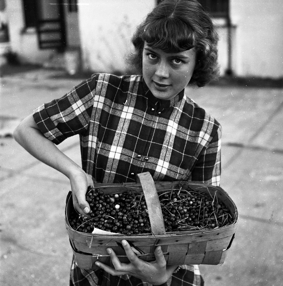 Ann Etheridge scoops a handful of cranberries in Mann's Harbor during the 1952 cranberry season. Photo: Charles Brantley ‘Aycock’ Brown and courtesy of the Outer Banks History Center/North Carolina State Archives.