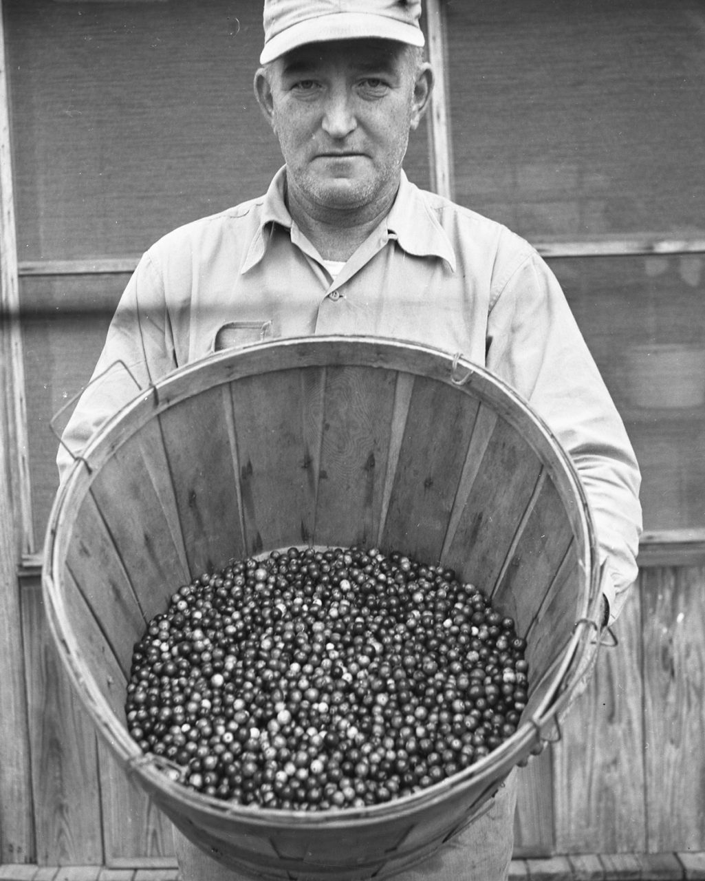 Tom Midgett holds a basket of cranberries harvested in Mann's Harbor during the 1952 season. Photo: Charles Brantley ‘Aycock’ Brown and courtesy of the Outer Banks History Center/North Carolina State Archives.