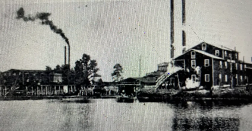 Even lumber mills some distance from the Pungo exploited the East Dismal’s swamp forests. One of them was that of the Eureka Lumber Co., which for many years was the largest lumber mill in Washington, N.C. One of the company’s sources of logs was the Pungo River. The company’s lumbermen shipped logs from the Pungo up the Pamlico River to its mill (seen here), a distance of about 30 miles, and also east from extensive land holdings well up the Tar River. In 1904-08, the company also ran a logging railroad 40 miles southeast to Vandemere, in Pamlico County. Organized in 1892, the company specialized in producing, among other things, the wooden beams that held up mine shafts. Photo courtesy, Sabin Leach
