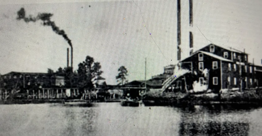 Even lumber mills some distance from the Pungo exploited the East Dismal’s swamp forests. One of them was that of the Eureka Lumber Co., which for many years was the largest lumber mill in Washington, N.C. One of the company’s sources of logs was the Pungo River. The company’s lumbermen shipped logs from the Pungo up the Pamlico River to its mill (seen here), a distance of about 30 miles, and also east from extensive land holdings well up the Tar River. In 1904-08, the company also ran a logging railroad 40 miles southeast to Vandemere, in Pamlico County. Organized in 1892, the company specialized in producing, among other things, the wooden beams that held up mine shafts. Photo courtesy, Sabin Leach

