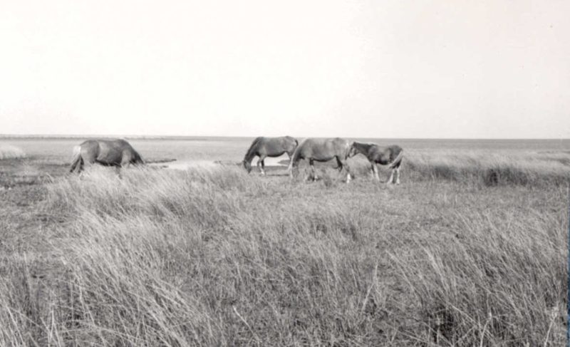 Four horses graze near the Pamlico Sound in May 1956. Photo: NPS