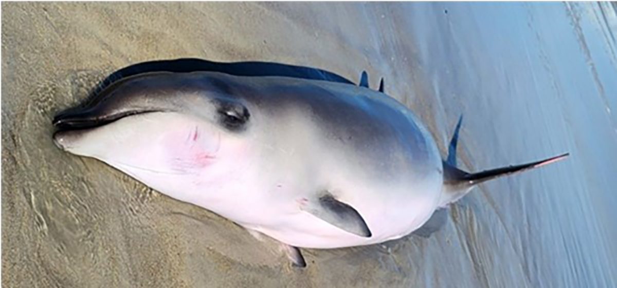 This Gervais beaked whale washed ashore alive in Emerald Isle Oct. 30 but died shortly thereafter. The nursing calf had ingested a balloon that was the cause of death. Photo: UNCW Marine Mammal Program