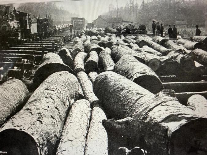 This scene is one of the John L. Roper Lumber Co.’s log re-loading stations on the Norfolk & Southern Railroad, probably somewhere in the first few miles of track north of Pantego. The big logs in the foreground are yellow poplars (Liriodendron tulipifera), or tulip trees, one of the largest native trees in eastern North America. They are known to reach heights of more than 175 feet at maturity. The tree’s wood had a large variety of uses, including in the construction of organs, coffins, wooden ware, and the interior finishing of houses. The logs in this photograph were destined for the company’s mill in Roper, 18 miles to the north. American Lumberman, April 27, 1907
