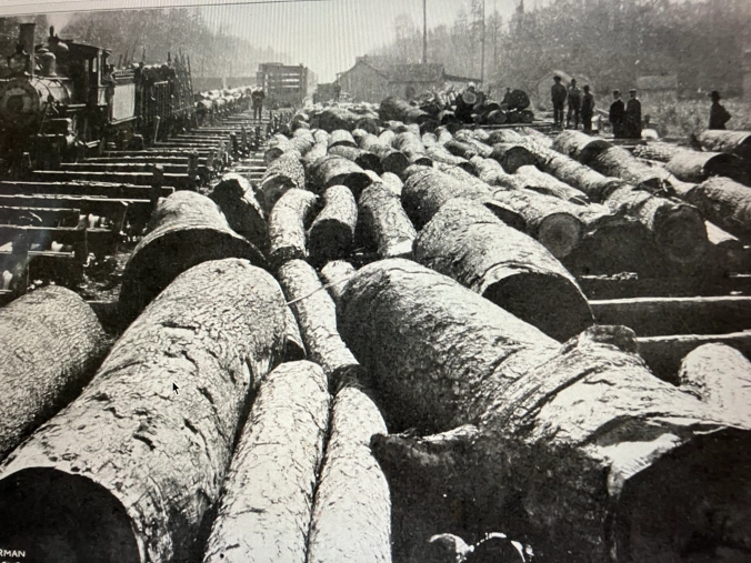 This scene is one of the John L. Roper Lumber Co.’s log re-loading stations on the Norfolk & Southern Railroad, probably somewhere in the first few miles of track north of Pantego. The big logs in the foreground are yellow poplars (Liriodendron tulipifera), or tulip trees, one of the largest native trees in eastern North America. They are known to reach heights of more than 175 feet at maturity. The tree’s wood had a large variety of uses, including in the construction of organs, coffins, wooden ware, and the interior finishing of houses. The logs in this photograph were destined for the company’s mill in Roper, 18 miles to the north. American Lumberman, April 27, 1907

