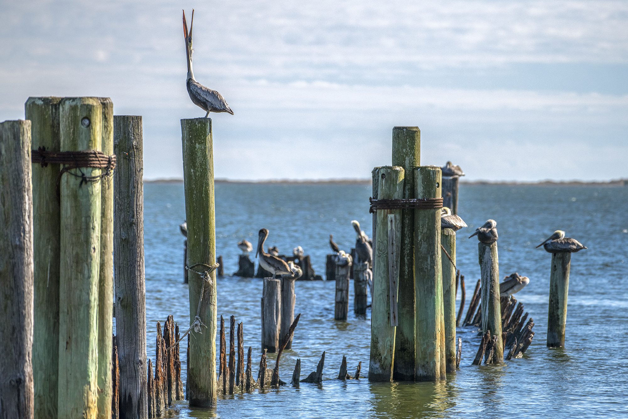 A pelican stretches while perched upon a pylon in Core Sound near the Down East village of Atlantic. Photo: Dylan Ray