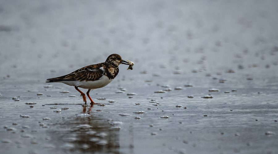 A ruddy turnstone secures a snack recently at Oceana Pier in Atlantic Beach. Photo: Nicholas Green