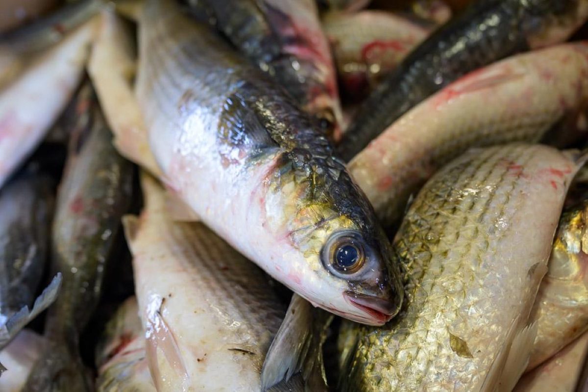 Striped mullet. Photo: NCDEQ