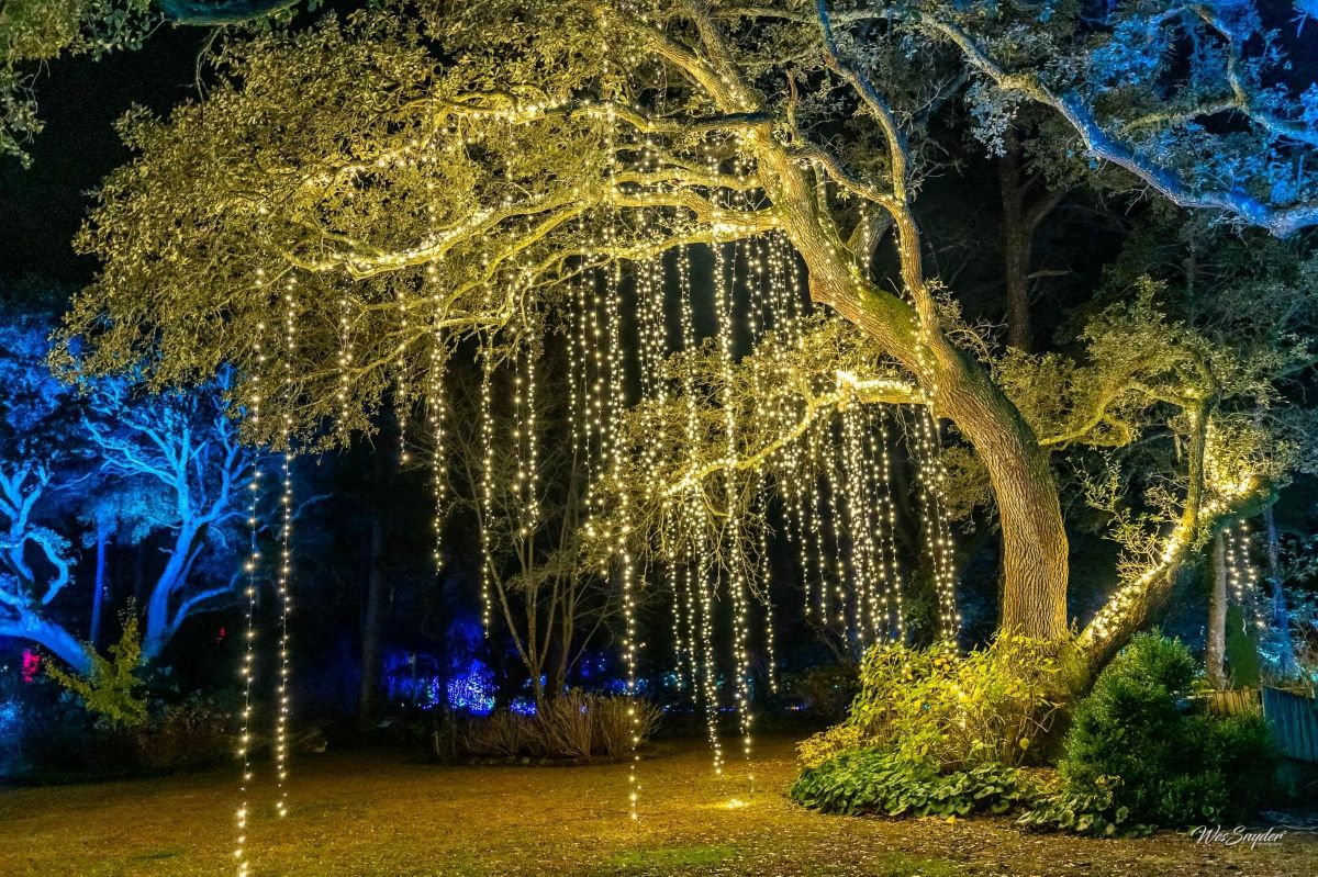 The Elizabethan Gardens’ annual WinterLights event will run 6 to 9 p.m. on select days through Dec. 30. Photo: Elizabethan Gardens Facebook