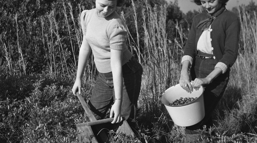 Young women identified as Betty Lou Quidley and Patricia Twiford are shown harvesting cranberries circa 1949-50. Charles Brantley ‘Aycock’ Brown and courtesy of the Outer Banks History Center/North Carolina State Archives.