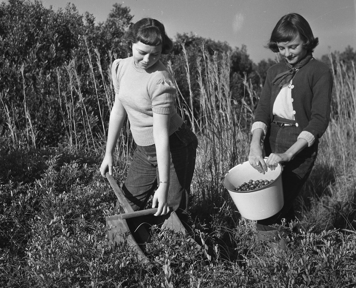 Young women identified as Betty Lou Quidley and Patricia Twiford are shown harvesting cranberries circa 1949-50. Charles Brantley ‘Aycock’ Brown and courtesy of the Outer Banks History Center/North Carolina State Archives.
