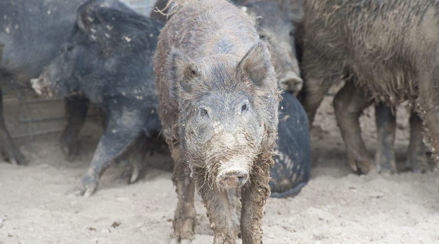 A captured feral hog. Photo: USDA