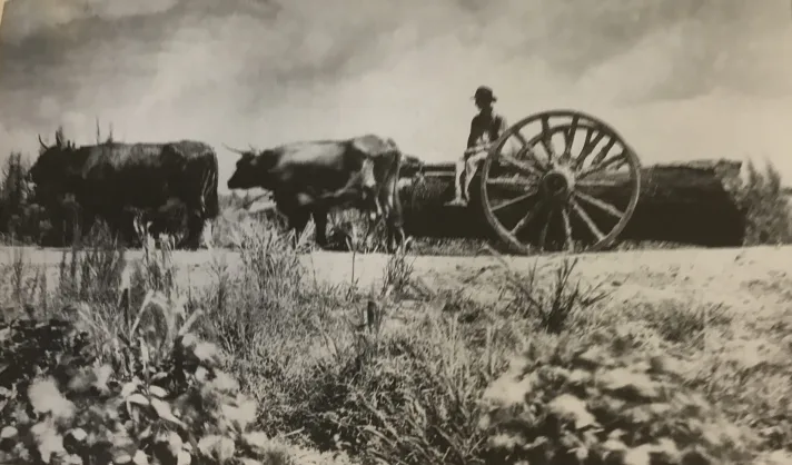 According to local historian Elizabeth Parker Roberts, loggers used oxen to haul high-wheeled carts laden with Atlantic white cedar (juniper) logs out of the Pike Road section of the East Dismal Swamp beginning in the 1890s. As discussed above, the Albemarle Swamp Land Co. had earlier used a similar, if somewhat rougher route to transport logs to its mills in Pantego: first using oxen and probably horses to haul logs out of swamplands to the Pungo River, then floating the logs down the river to a creek called Indian Run. At a landing on Indian Run, they loaded the logs onto railroad cars that were pulled by mules over hand-hewn wooden rails to Pantego, a distance of 4 miles. The company sent its finished shingles, staves and other products from Pantego to a wharf on the Pungo River over a similar rail system. According to a letter from Pantego published in the Democratic Advocate, in Westminster, Maryland (12 Mar. 1871), the company shipped its products directly to Philadelphia and Providence, Rhode Island. Photo courtesy, W. Mayo. Originally published in Elizabeth Parker Roberts, Family and Friends: Pine Town, North Carolina, 1893-1918.

