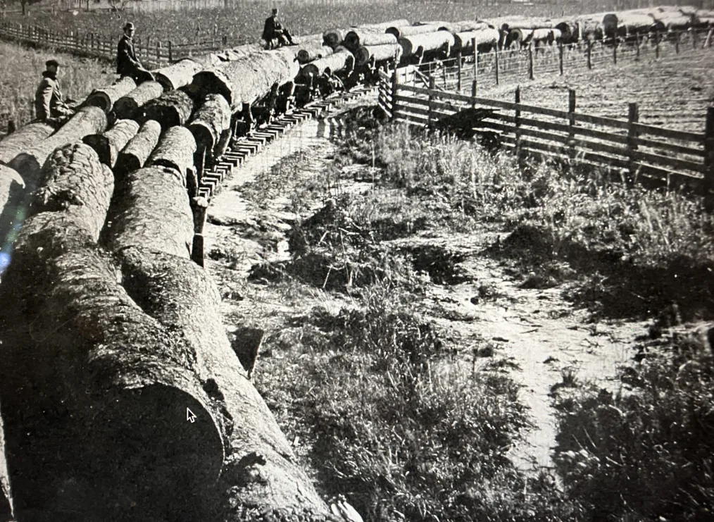 Log train on the Norfolk & Southern’s Main Line bound for the John H. Roper Lumber Co.’s mill in Belhaven, N.C., ca. 1907. The trees, apparently from old-growth groves 8 miles north of Belhaven, are poplar, pine, and tupelo (black) gum. American Lumberman, April 27, 1907.

