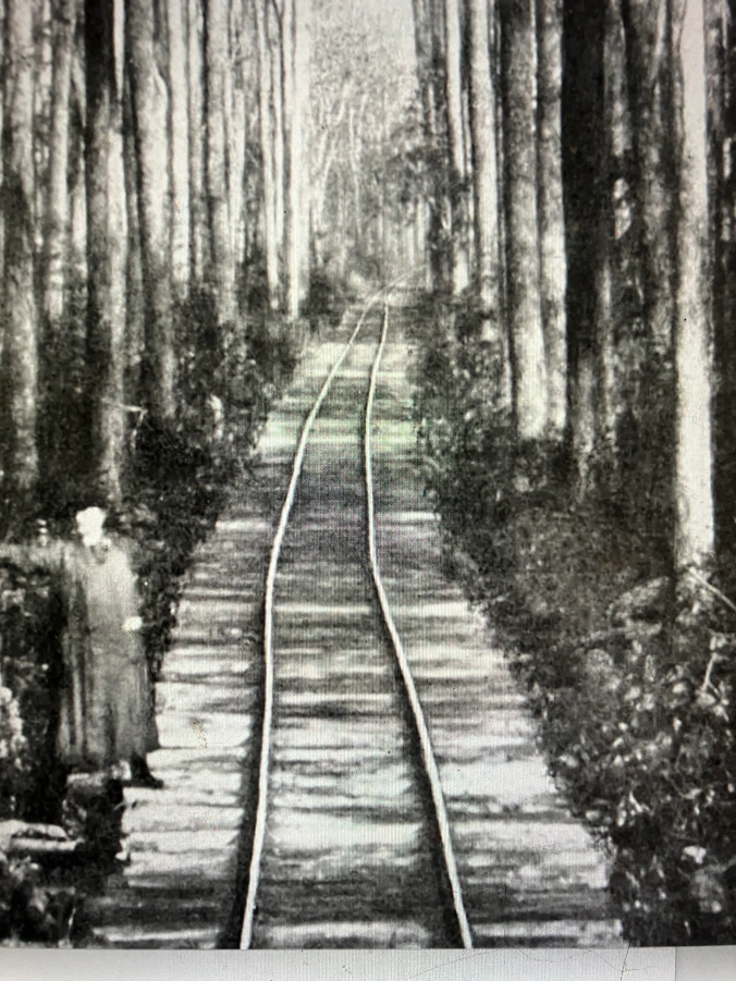 This is a logging railroad through a black gum swamp forest roughly 10 miles northeast of the Pungo River’s headwaters, ca. 1900-1907. Black gum (Nyssa sylvatica)— also known as tupelo, tupelo gum or sour gum– flourished in the swamp forests along the Pungo’s shores and throughout much of the North Carolina coast. A deciduous species of medium height, black gum trees can sometimes live more than 500 years. Their early-ripening fruit plays an especially important role as a food source for migrating birds in the fall, and of course “tupelo honey” is widely treasured. Tough, cross-grained, and difficult to split, the wood has historically been used to make railroad ties, paving blocks, mauls, pulleys, and the like. In North Carolina’s coastal villages, black gum was also a preferred wood for making pound net stakes, net floats, and waterfowl decoys.
