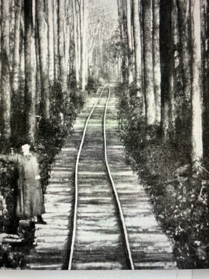 This is a logging railroad through a black gum swamp forest roughly 10 miles northeast of the Pungo River’s headwaters, ca. 1900-1907. Black gum (Nyssa sylvatica)— also known as tupelo, tupelo gum or sour gum– flourished in the swamp forests along the Pungo’s shores and throughout much of the North Carolina coast. A deciduous species of medium height, black gum trees can sometimes live more than 500 years. Their early-ripening fruit plays an especially important role as a food source for migrating birds in the fall, and of course “tupelo honey” is widely treasured. Tough, cross-grained, and difficult to split, the wood has historically been used to make railroad ties, paving blocks, mauls, pulleys, and the like. In North Carolina’s coastal villages, black gum was also a preferred wood for making pound net stakes, net floats, and waterfowl decoys.

