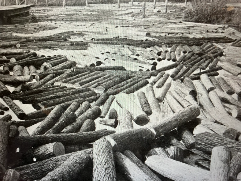 The Atlantic white cedar (juniper) log pond at the John H. Roper’s cedar mill in Roper, N.C., ca. 1907. A log pond was a basic part of a lumber operation at that time. Workers would roll logs off train flatcars into a natural body of water or a reservoir created by damming a creek or river. (This is a branch of Kendrick Creek, which flows north into the Albemarle Sound.) Storing the logs in water helped remove dirt that might otherwise dull saws, lessened the risk of fire, and helped prevent wood from drying out and splitting before milling. Most importantly, the pond’s waters made it possible to move logs readily to the hoists that lifted them into the mill, not an easy thing in the days before internal combustion engines powered tractors.  Photo from American Lumberman, April 27, 1907.
