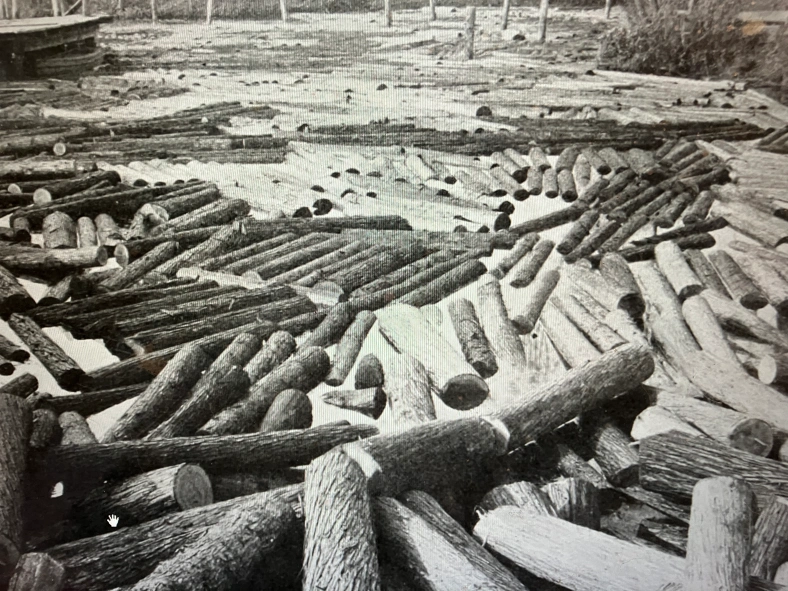 The Atlantic white cedar (juniper) log pond at the John H. Roper’s cedar mill in Roper, N.C., ca. 1907. A log pond was a basic part of a lumber operation at that time. Workers would roll logs off train flatcars into a natural body of water or a reservoir created by damming a creek or river. (This is a branch of Kendrick Creek, which flows north into the Albemarle Sound.) Storing the logs in water helped remove dirt that might otherwise dull saws, lessened the risk of fire, and helped prevent wood from drying out and splitting before milling. Most importantly, the pond’s waters made it possible to move logs readily to the hoists that lifted them into the mill, not an easy thing in the days before internal combustion engines powered tractors.  Photo from American Lumberman, April 27, 1907.

