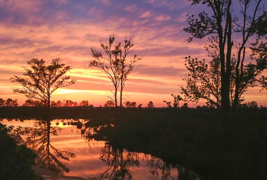 Sunset at Pungo Lake in the Pocosin Lakes National Wildlife Refuge, Washington County, N.C. By 1990, forestry biologists judged that 97% of the East Dismal Swamp had not only been logged, but, after decades of drainage work and repeated burnings, converted into farmland or pine plantations. At the time of that study, the remaining 3% of the East Dismal’s forests were owned by lumber companies and were being actively drained and cut. If you go there today, it is hard to imagine that it was once the site of a vast and majestic swamp forest. It is also difficult, I think, to remember the thousands of men and women who found homes in the old lumber boomtowns along the Pungo and who toiled in its logging camps and mills. I dedicate this story to them, and to the memory of the great swamp. Photo courtesy, Roads End Naturalist
