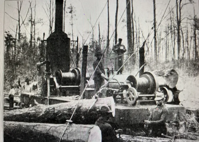 This is a logging crew and a logging machine called a “skidder“ finishing off a section of black gum (Nyssa sylvatica, also called “tupelo gum”) swamp forest  near the Pungo River, ca. 1907-1912. In 1910 a reporter visited one of the  Wilkinson brothers’  logging crews in the East Dismal and described a skidder’s operation. He wrote: “By and by, . . . the position of the`skidder’ was revealed by clouds of steam and the voices of the loggers became audible. Then around an abrupt curve the odd machine came into view as it tugged away at a heavy log some distance off to one side…. A wire rope more than 100 yards long and with a hook at its free end was hitched about the log and the drum of the `skidder’ was winding up the stout cord while the heavy piece of timber came smashing through the undergrowth, mowing down brush and breaking and crushing the saplings. . . .There is something thrilling about seeing one of these big logs pulled by the rope, come tumbling through the bushes and smaller timber as lightly almost as if it were a toothpick. . ..  From the woods, by means of the tram road, the logs are gotten out and sent to the mills in Belhaven, where . . .  they are speedily cut up into lumber for building and other purposes, including the manufacture of blocks for street paving, the black gum wood being found suitable for the latter purpose.” (Republished from the Manufacturers Record  in the Raleigh News & Observer, 28 Aug. 1910.)