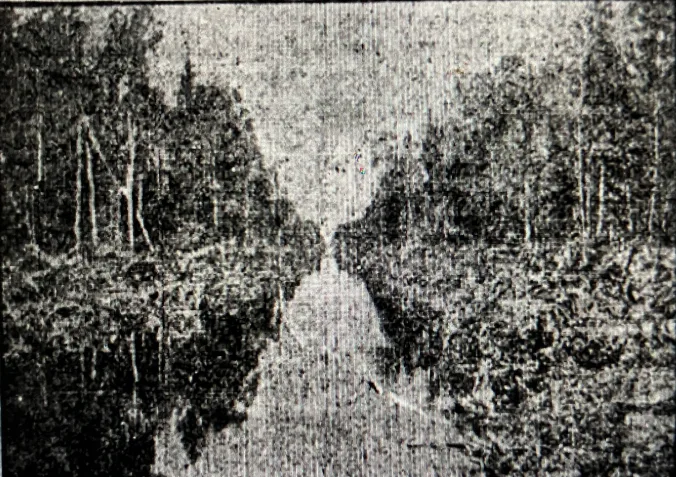 According to the Raleigh News & Observer (28 August 1910), the process that John A. and Samuel Wilkinson used to turn old-growth swamp forests into farmland had been used on a much smaller scale in the East Dismal since before the Civil War. The N&O’s correspondent wrote: “Here for 75 years the people have removed the merchantable timber, cut down the remainder of the growth in the summer and fall and left it to dry out until early spring…. [They then] set fire to it so that a terrible fire has destroyed it all, leaving over the rich earth a mass of ashes and such charred poles and stumps as would soon decay….” The fires were great conflagrations: most of the East Dismal was a pocosin, a kind of raised peat bog, and the peat, used as a fuel in many parts of the world, was sometimes as much as 10-12 feet in depth. When drained, the upper layers of the peat dried out and grew especially combustible, leading to fires of almost unimaginable fury and environmental devastation– and capable of burning, in some cases, for months. While adopting a long-standing practice, the Wilkinsons applied that method of swamp reclamation on a much larger scale by introducing the use of steam dredges, massive canal digging projects, railroads, and mechanical logging equipment. “Day and night their labors and the labors of hundreds of employees, three locomotives, two dredges and five skidding machines have been wiping out the forest and transforming the great Albemarle swamp….” The not-very-good photo above (from the same issue of the N&O) shows one of the canals that their dredges dug through the swamp.

