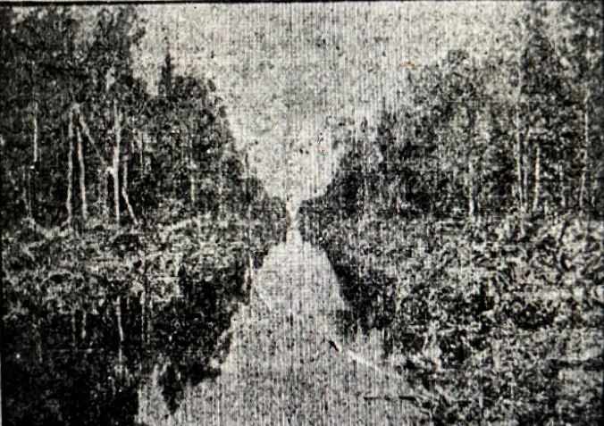 According to the Raleigh News & Observer (28 August 1910), the process that John A. and Samuel Wilkinson used to turn old-growth swamp forests into farmland had been used on a much smaller scale in the East Dismal since before the Civil War. The N&O’s correspondent wrote: “Here for 75 years the people have removed the merchantable timber, cut down the remainder of the growth in the summer and fall and left it to dry out until early spring…. [They then] set fire to it so that a terrible fire has destroyed it all, leaving over the rich earth a mass of ashes and such charred poles and stumps as would soon decay….” The fires were great conflagrations: most of the East Dismal was a pocosin, a kind of raised peat bog, and the peat, used as a fuel in many parts of the world, was sometimes as much as 10-12 feet in depth. When drained, the upper layers of the peat dried out and grew especially combustible, leading to fires of almost unimaginable fury and environmental devastation– and capable of burning, in some cases, for months. While adopting a long-standing practice, the Wilkinsons applied that method of swamp reclamation on a much larger scale by introducing the use of steam dredges, massive canal digging projects, railroads, and mechanical logging equipment. “Day and night their labors and the labors of hundreds of employees, three locomotives, two dredges and five skidding machines have been wiping out the forest and transforming the great Albemarle swamp….” The not-very-good photo above (from the same issue of the N&O) shows one of the canals that their dredges dug through the swamp.

