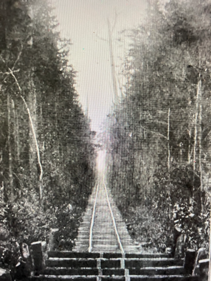This is logging railroad built through an Atlantic white cedar swamp forest 8-10 miles northeast of the Pungo River’s headwaters, ca. 1900-1907. The railroad carried logs to the John L. Roper Lumber Co.’s cedar mill in Roper, in Washington County, N.C. The abundance of Atlantic white cedar (Chaemaecyparis thyoids), also known as juniper, was one of the most compelling reasons that the John L. Roper Lumber Co. purchased more than 100,000 acres in the East Dismal Swamp ca. 1880. Atlantic white cedar are evergreen coniferous trees native to peaty swamps and bogs in a narrow coastal belt running from southern Maine to Mississippi. No tree was more valued by lumber companies on the North Carolina coast. Because it is lightweight, resistant to water decay, and straight grained, the wood of Atlantic white cedars has historically been used for making shingles, shakes, posts, and other building materials, as well as for the construction of tubs, pails and other woodenware. It was also the preferring wood for North Carolina’s boat builders, and remains so today. Because of the wood’s desirability and the high prices it brought, lumber companies targeted Atlantic white cedar forests with special vigor. Photo from American Lumberman, 27 April 1907.
