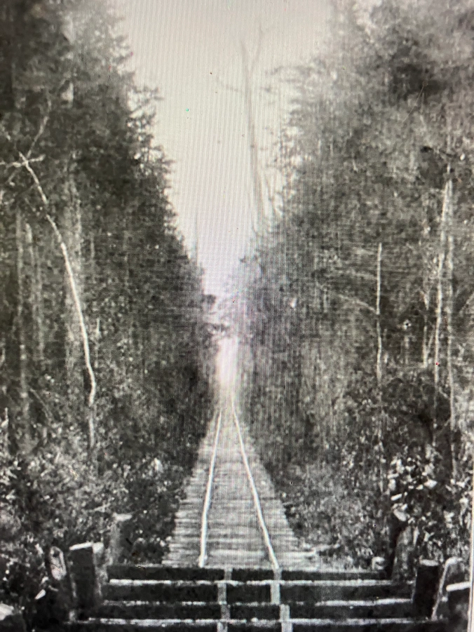 This is logging railroad built through an Atlantic white cedar swamp forest 8-10 miles northeast of the Pungo River’s headwaters, ca. 1900-1907. The railroad carried logs to the John L. Roper Lumber Co.’s cedar mill in Roper, in Washington County, N.C. The abundance of Atlantic white cedar (Chaemaecyparis thyoids), also known as juniper, was one of the most compelling reasons that the John L. Roper Lumber Co. purchased more than 100,000 acres in the East Dismal Swamp ca. 1880. Atlantic white cedar are evergreen coniferous trees native to peaty swamps and bogs in a narrow coastal belt running from southern Maine to Mississippi. No tree was more valued by lumber companies on the North Carolina coast. Because it is lightweight, resistant to water decay, and straight grained, the wood of Atlantic white cedars has historically been used for making shingles, shakes, posts, and other building materials, as well as for the construction of tubs, pails and other woodenware. It was also the preferring wood for North Carolina’s boat builders, and remains so today. Because of the wood’s desirability and the high prices it brought, lumber companies targeted Atlantic white cedar forests with special vigor. Photo from American Lumberman, 27 April 1907.

