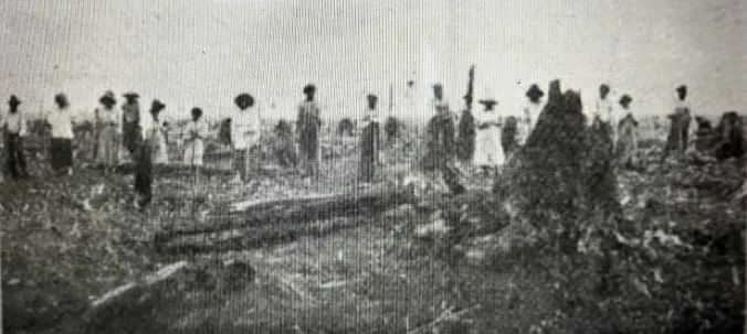 African American workers in the East Dismal, ca. 1910. They were preparing to plant “stick corn” near Wonderland, the labor camp at Potter Farms. In July 1918, a journal called Cut-Over Lands (vol. 1, #4) described how the Wilkinson brothers used the planting of stick corn at two locales near the Pungo River– Potter Farms and Terra Ceia– as the final step in converting the swamp forest into agricultural fields: “About May 1st, after the cutting [of the forest], the entire area is burned over, the fire consuming all small stuff and partially consuming the larger logs and stumps. Immediately after the burn, corn is planted among the logs and stumps by the “stuck corn” method, without plowing. The work is done chiefly by negro men and women and consists of dropping the seed in a hole made with a small stick…. Native labor (chiefly colored men and women) gather the corn in the fall and bring it to the ditch banks, from which it is carted to the cribs. After the corn is gathered, the stalks are cut down, and about May 1st of the following year– the stalks serving as kindling– the land is again burned over, further consuming the logs and stumps which have had a year’s drying since the first burn. The consumption of the stumps is facilitated by the fact that the soil in settling after the removal of the water through the ditches, draws away from the upper portions of the roots, permitting the fire to attack them and work under the main portions of the stumps. After the removal of the second or third crop . . ., the remaining sticks and portions of logs and root snags are piled and burned.”

