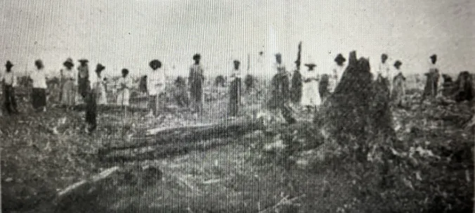 African American workers in the East Dismal, ca. 1910. They were preparing to plant “stick corn” near Wonderland, the labor camp at Potter Farms. In July 1918, a journal called Cut-Over Lands (vol. 1, #4) described how the Wilkinson brothers used the planting of stick corn at two locales near the Pungo River– Potter Farms and Terra Ceia– as the final step in converting the swamp forest into agricultural fields: “About May 1st, after the cutting [of the forest], the entire area is burned over, the fire consuming all small stuff and partially consuming the larger logs and stumps. Immediately after the burn, corn is planted among the logs and stumps by the “stuck corn” method, without plowing. The work is done chiefly by negro men and women and consists of dropping the seed in a hole made with a small stick…. Native labor (chiefly colored men and women) gather the corn in the fall and bring it to the ditch banks, from which it is carted to the cribs. After the corn is gathered, the stalks are cut down, and about May 1st of the following year– the stalks serving as kindling– the land is again burned over, further consuming the logs and stumps which have had a year’s drying since the first burn. The consumption of the stumps is facilitated by the fact that the soil in settling after the removal of the water through the ditches, draws away from the upper portions of the roots, permitting the fire to attack them and work under the main portions of the stumps. After the removal of the second or third crop . . ., the remaining sticks and portions of logs and root snags are piled and burned.”

