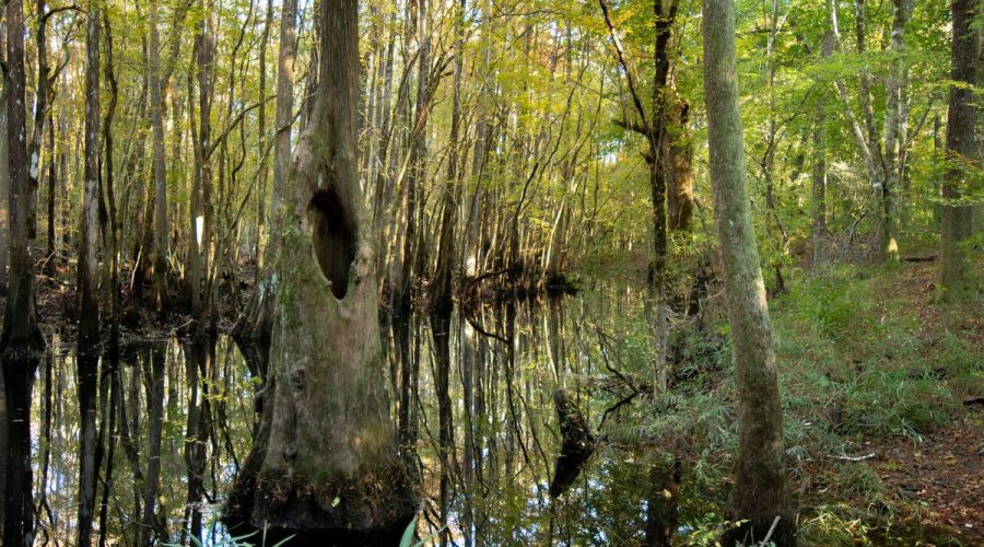 North Carolina Coastal Land Trust transferred its 172-acre Brice’s Creek Nature Preserve in New Bern to Craven County. Photo: NC Coastal Land Trust
