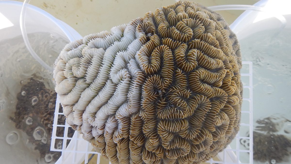 Coral with stony coral tissue loss disease. Courtesy Blake Ushijima/UNCW