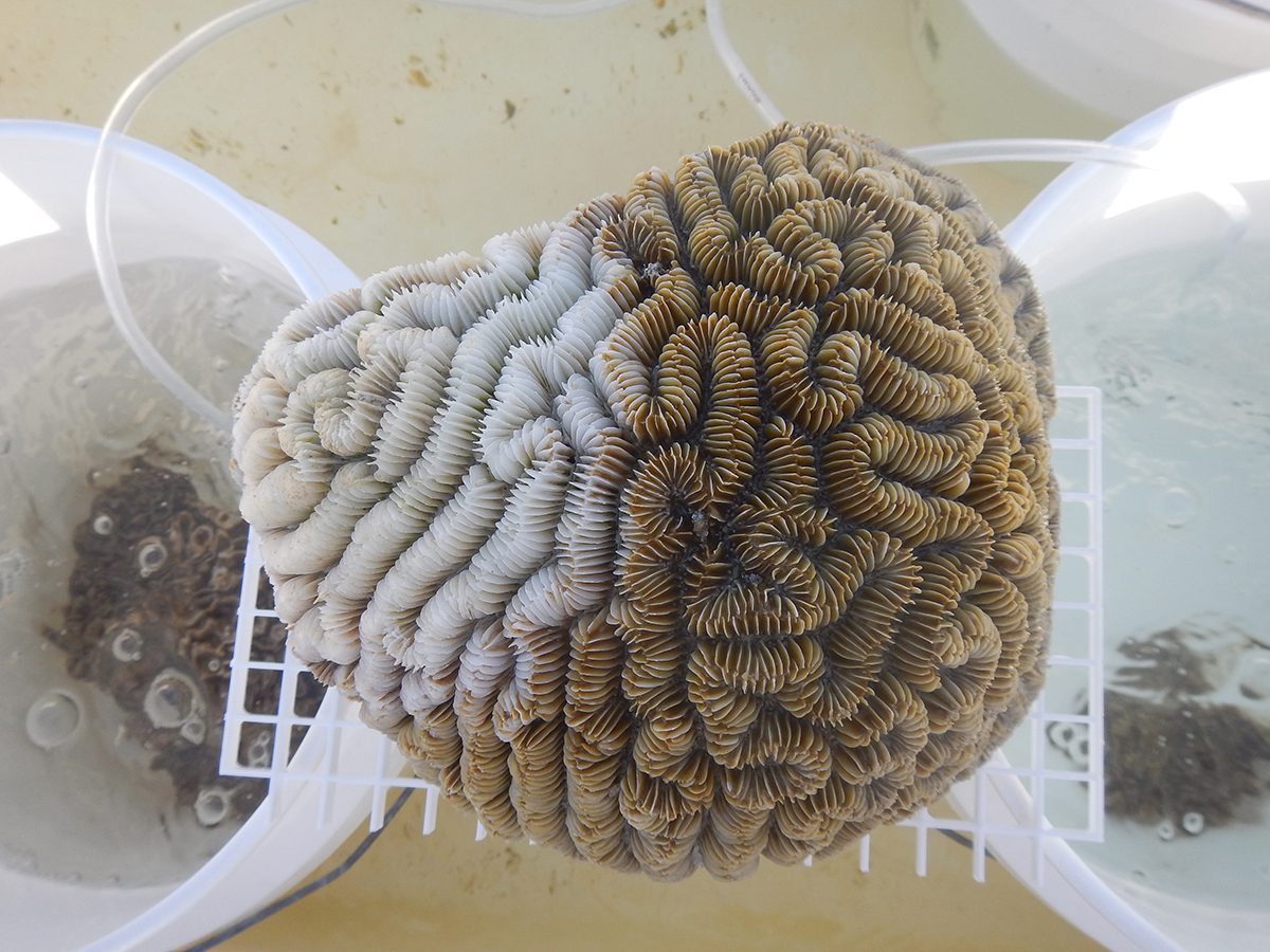 Coral with stony coral tissue loss disease. Courtesy Blake Ushijima/UNCW