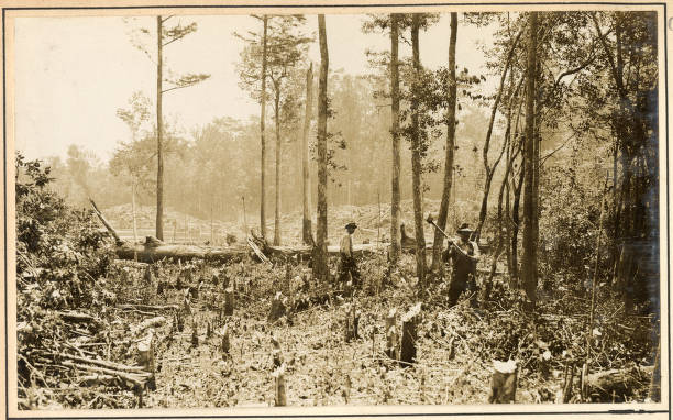 To straighten the Scuppernong, No. 14’s crew sometimes removed points of land that formed bends in the river. In those cases, as we can see here, they first felled the trees on that point of land. Source: Office of History, HQ, U.S. Army Corps of Engineers
