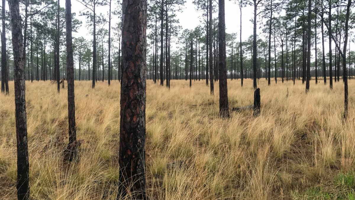 The Friends of the Mountains-to-Sea Trail, land managers and partners, are developing a master plan for extending the trail 4 miles in Holly Shelter Game Land. Photo: MTST