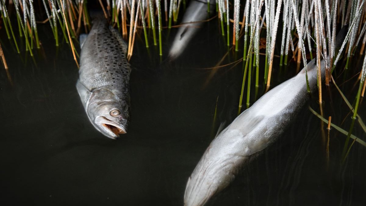 Photo illustration from Division of Marine Fisheries of what a spotted seatrout cold stun might look like.