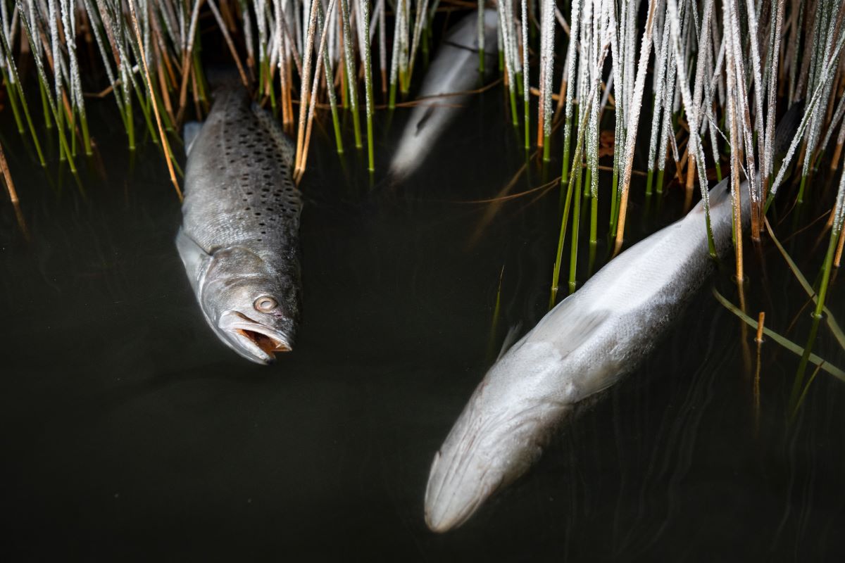 Photo illustration from Division of Marine Fisheries of what a spotted seatrout cold stun might look like.
