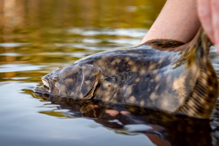 https://coastalreview.org/wp-content/uploads/2023/12/releasing-southern-flounder-768x512.jpg