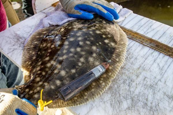 A southern flounder. Photo courtesy the Carteret County News-Times