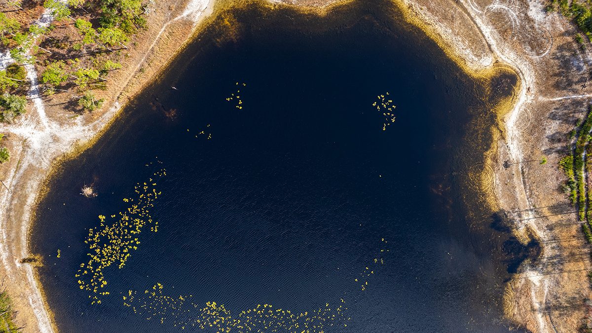 Aquatic vegetation forms a pleased expression on the water's surface as viewed from above the Patsy Pond Nature Trail in the Croatan National Forest near Newport. Photo: Dylan Ray